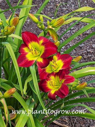Christmas Island Is
26 inches tall
crimson red self with yellow green throat
diploid
early midseason rebloomer
 (Yancey, 1979)